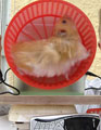 Hamster Powered Cell Phone Charger!