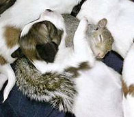 Squeirrel adopted by dog